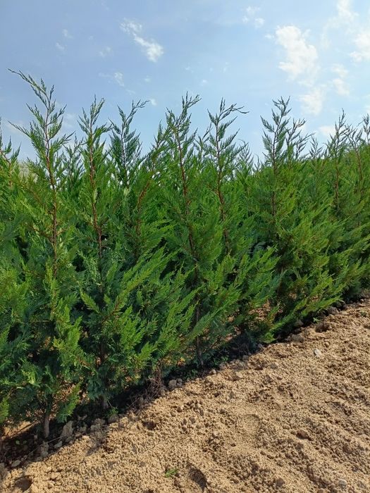 Leylandii Pro Gardena, Gard viu și Chiparos Leylandii