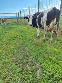 Vaca baltata romanesca cu tauras