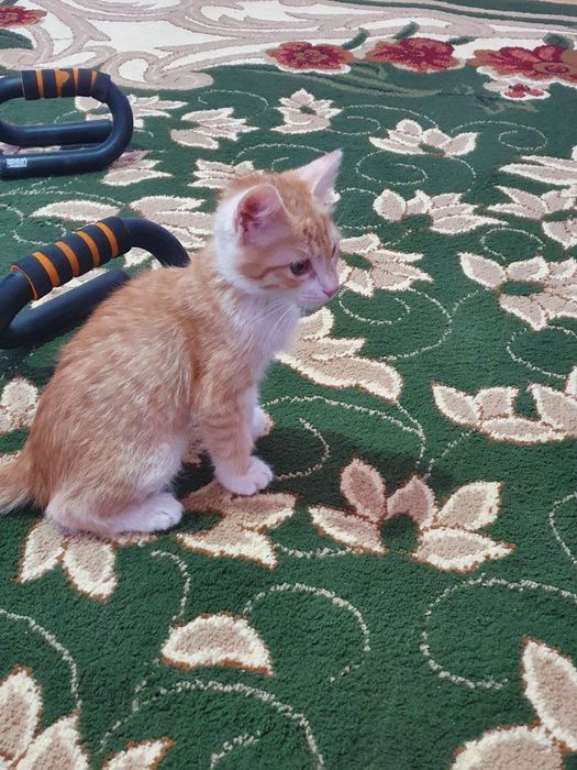 Отдам в хорошие руки мальчики
