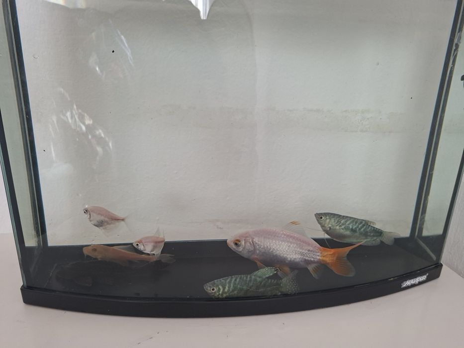 Acvariu cu pești si filtru