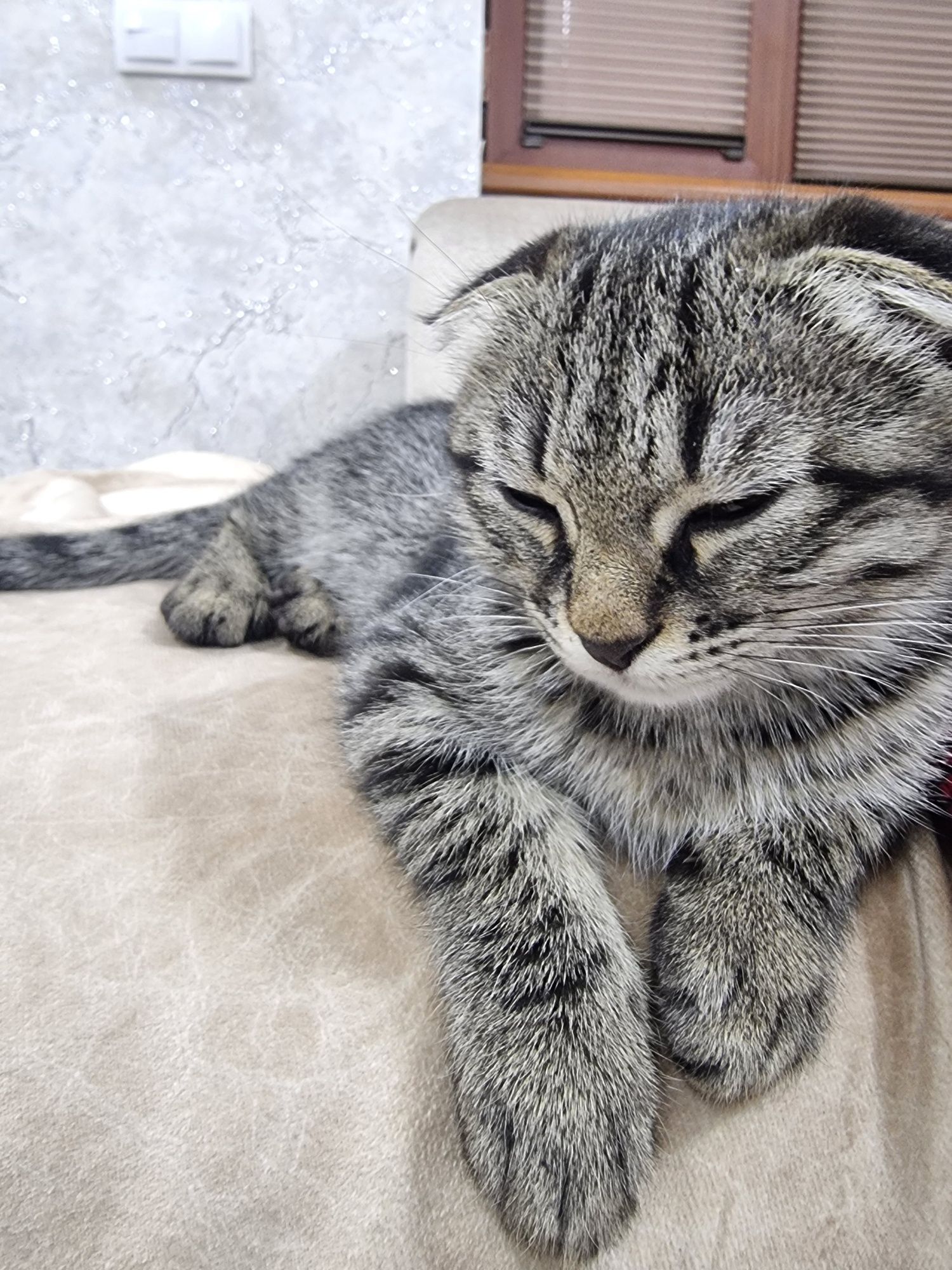 Шотландские котята СКОТИШ ФОЛД СТРАЙТЫ