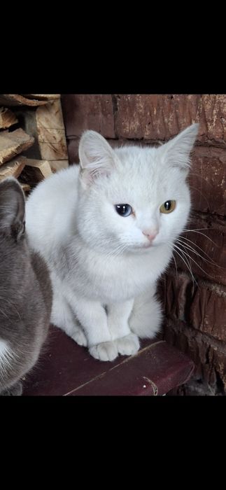 Отдам кошечку бесплатно