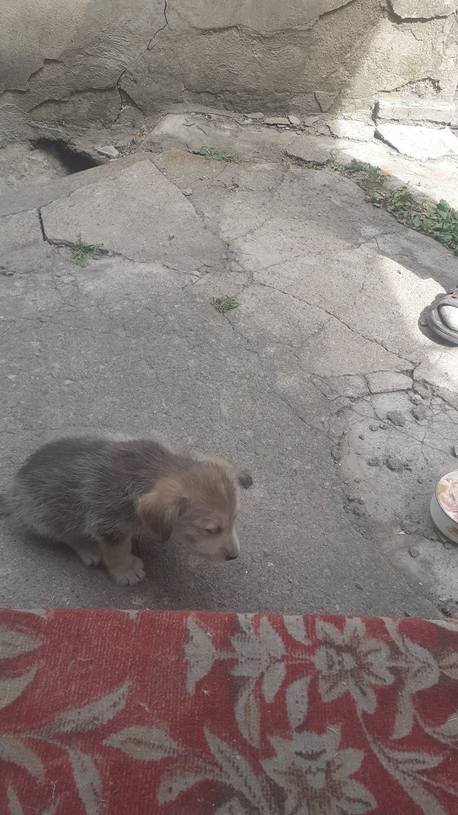 Собачка девочка два месяца