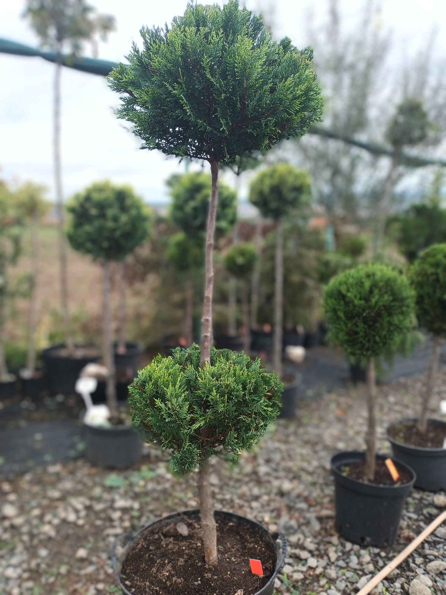 Globuri ,Bonsai producator