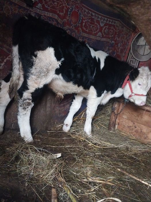 Vțel de vanzare detalii la cerere