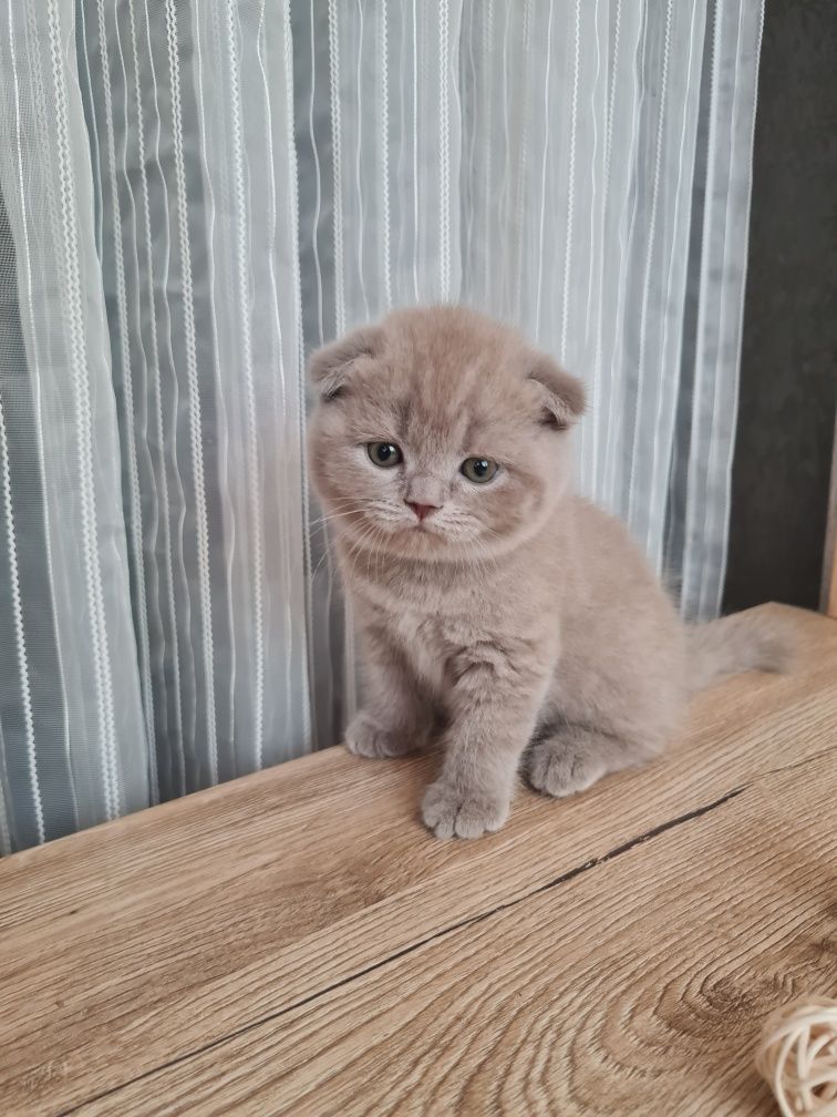 Продается девочка скоттиш фолд