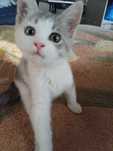 Отдам котенка в хорошие руки