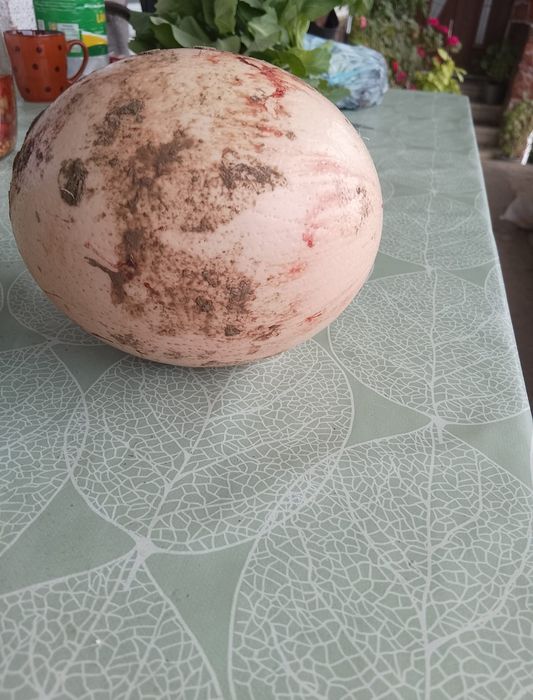 Vindem oua de strut din productie proprie