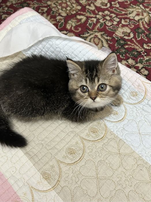 3 малышa шиншиллы