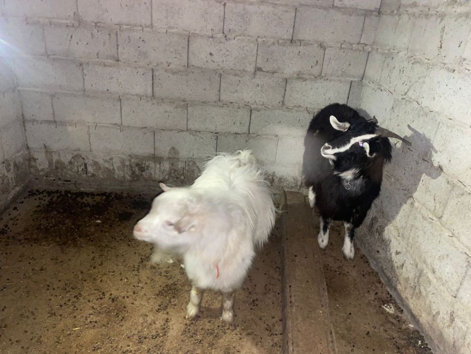 Коза и Казел породистые Козе 1 год Козлу полтора года