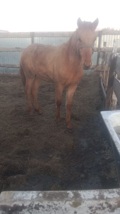 Продам жеребенка полторагодовалого