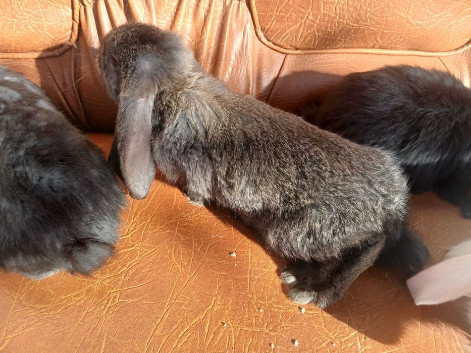 Pui de 2 luni hycol si berbec german disponibili 50 bucati 60 lei