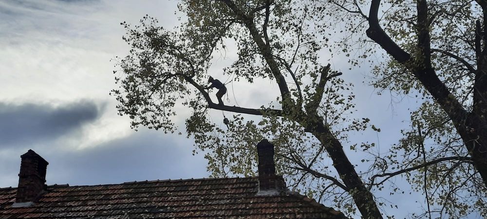 ARBORIST: Toaletari/Taieri/Doborât arobori(Copaci,Pomi)