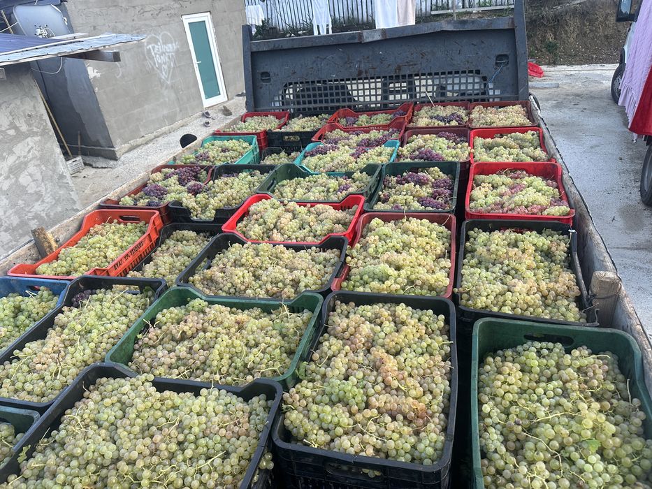 Struguri de vin