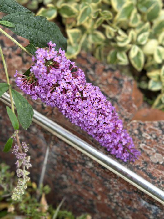 Будлея два куста.4х и 2х летки.