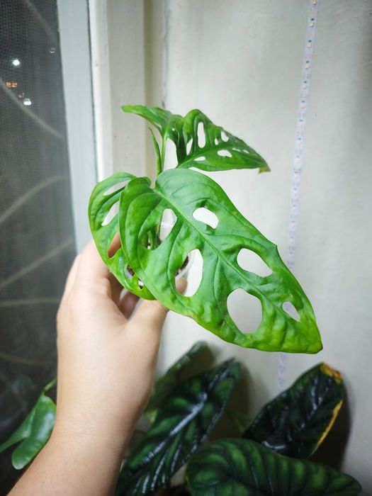 Комнатные растерия