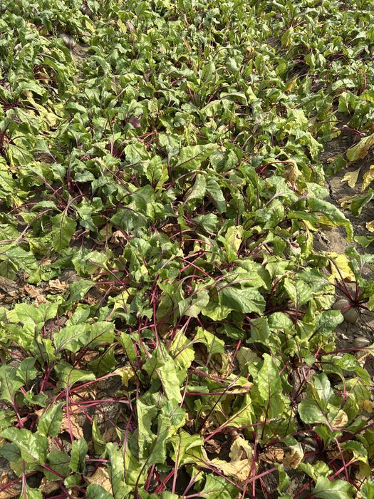 sfecla rosie de vanzare