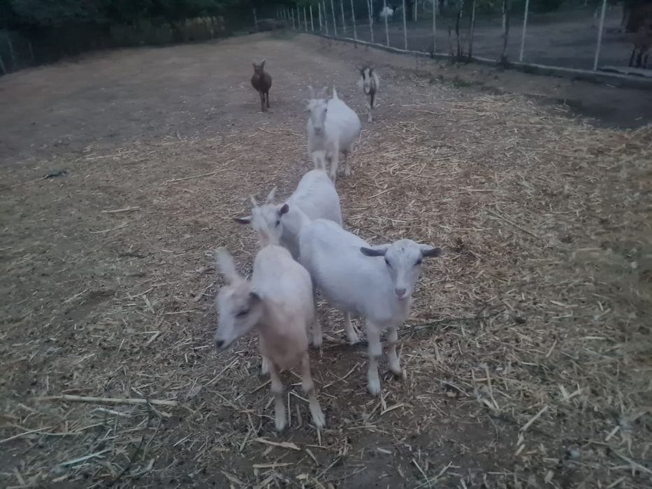 Vând capre cu lapte și iezii