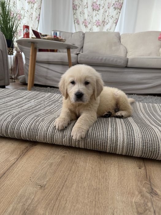 De vanzare Golden Retriever cu pedigree FCI tip A cu teste la zi