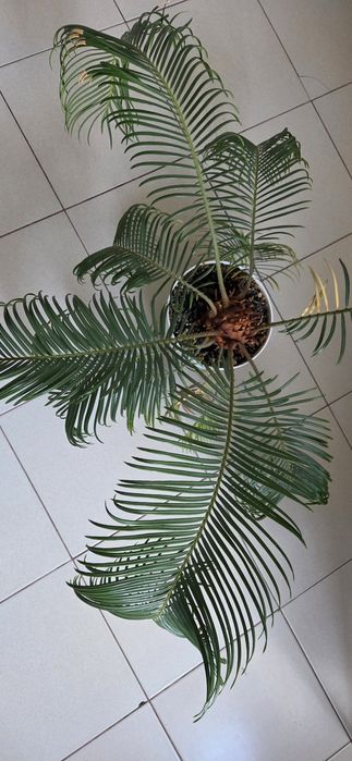 Planta Cycas de apartament