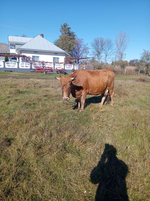 Vând vaca gestanta in 5 luni