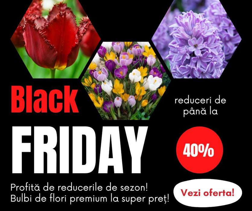 Bulbi de lalele marimi mari - preturi endetail si engros