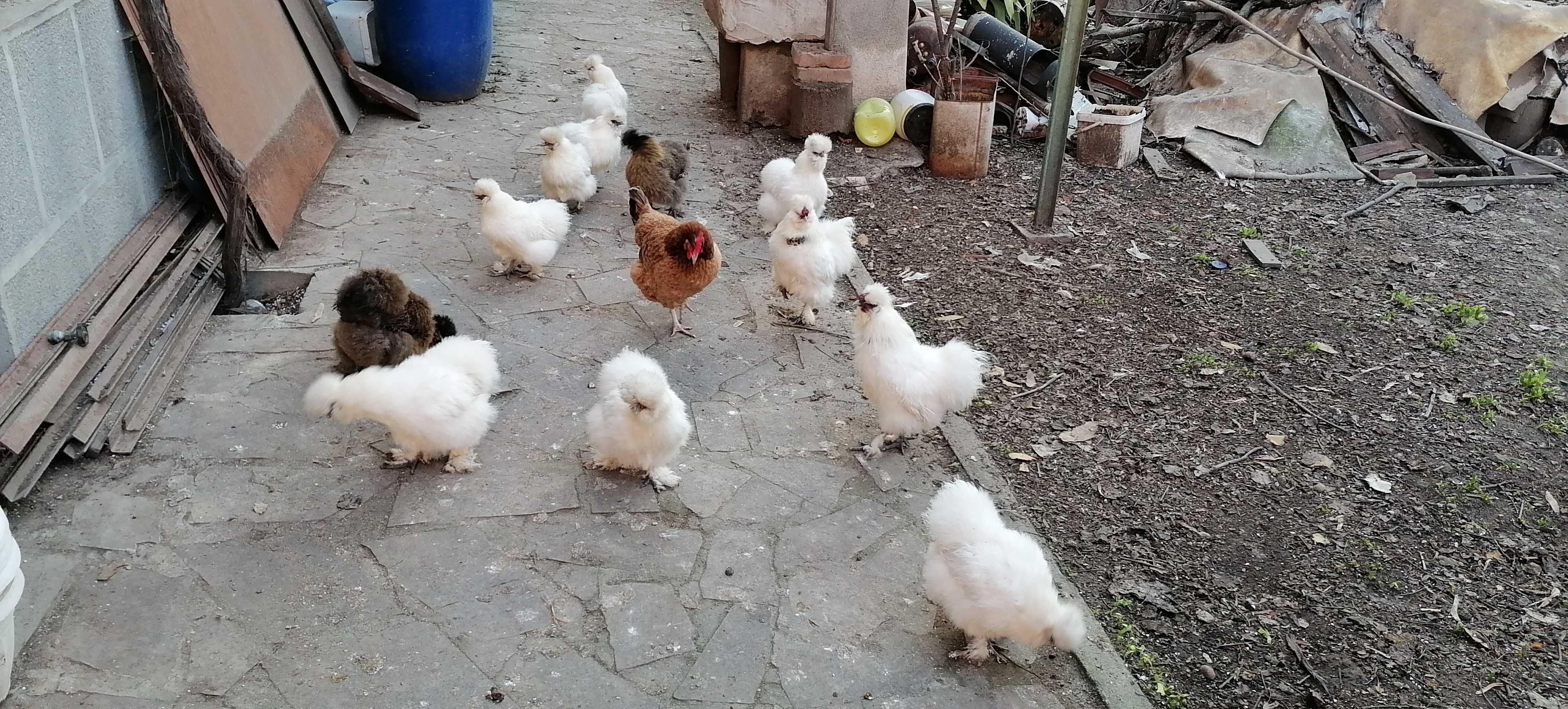Яйца от кокошки Копринки