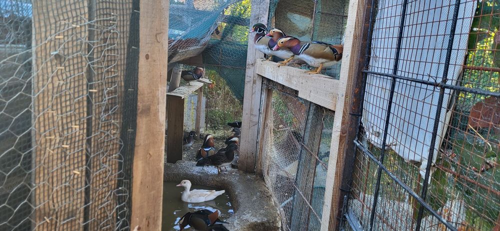 Патици каролинки и мандаринки