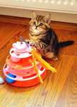 Scottish fold si straight pisici