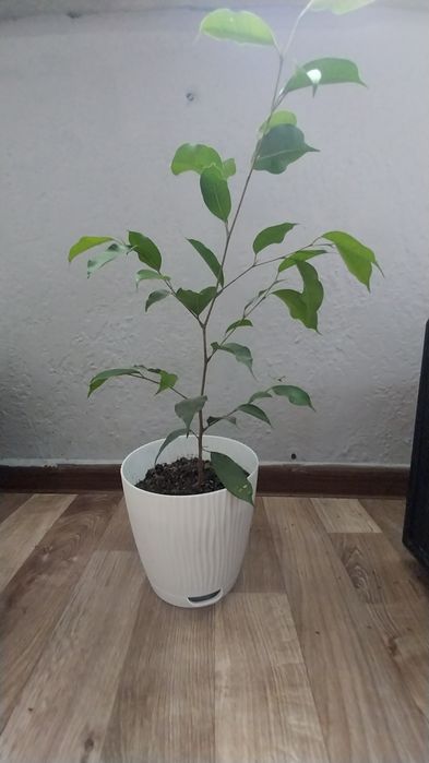 Продаю Домашние цветы Фикус