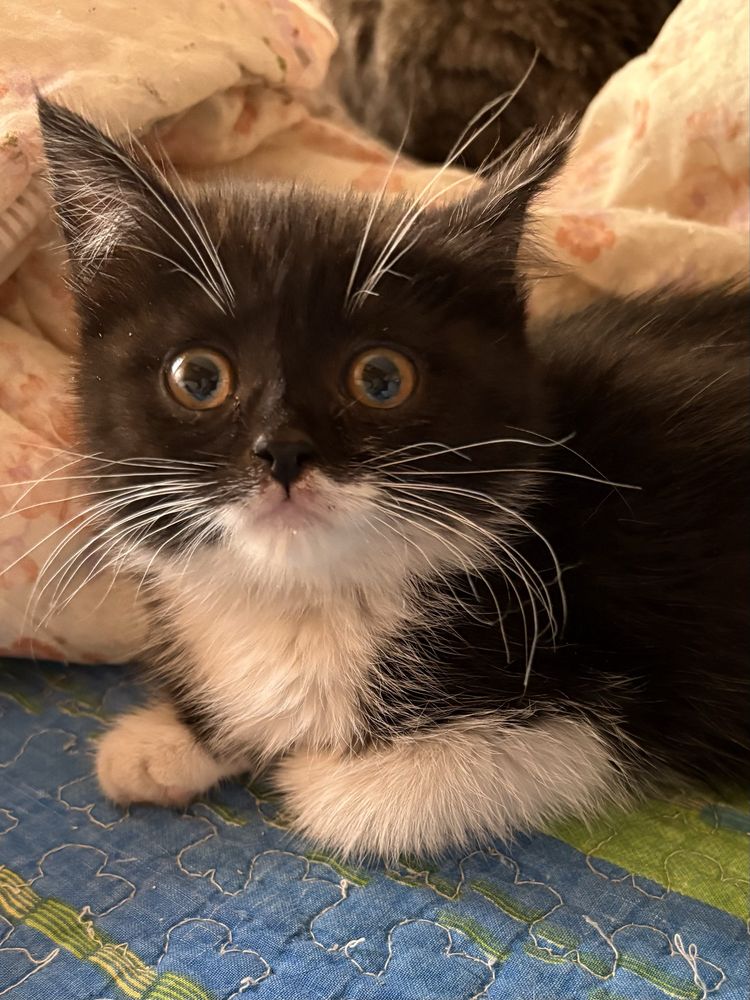 Котенок 1,5 месяца девочка