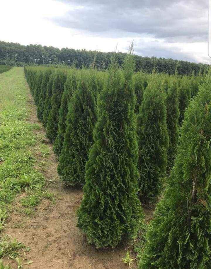 Plante ornamentale la prețuri de producător :
- tuia smaragd ( 1,2m -