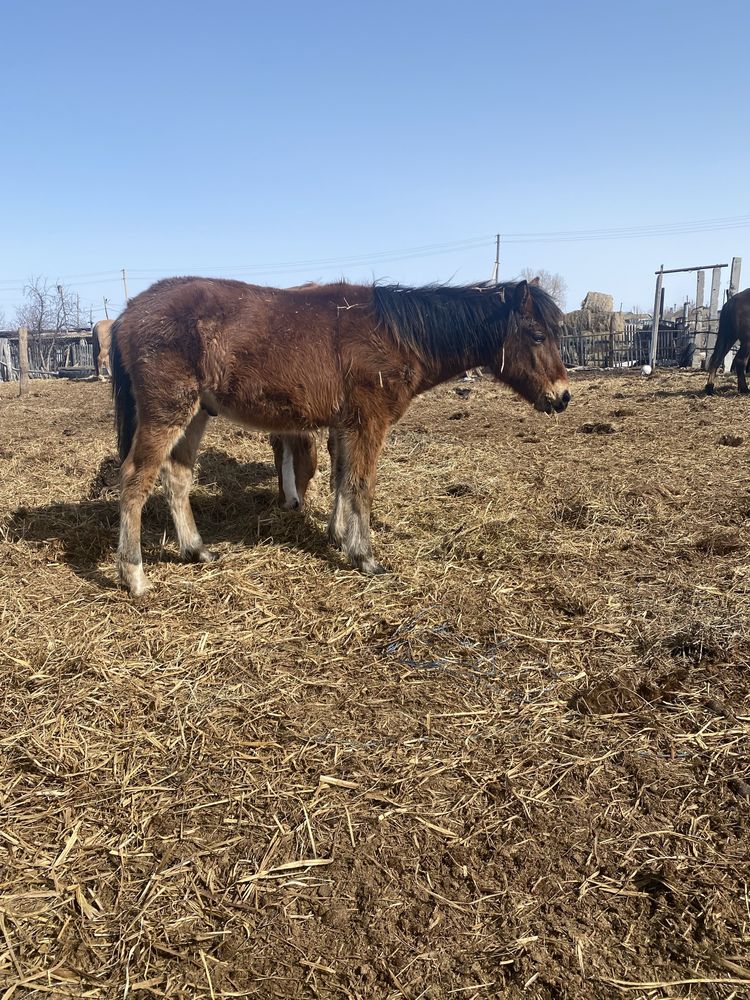 Продам жеребят