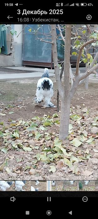 Светлий брама товуқлари.