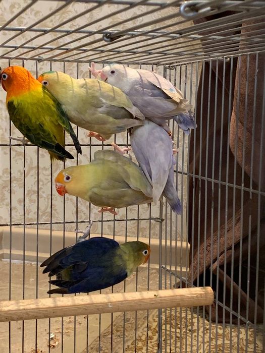 Nerazluchnik sotilad