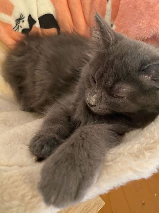 Zotdor mushuklar sotiladi