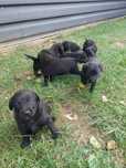 Catei Labrador negru