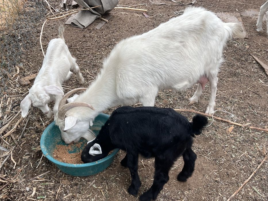 орыс ешкі сатылады заенский козе 1 литр сүт береді бір сауғанда