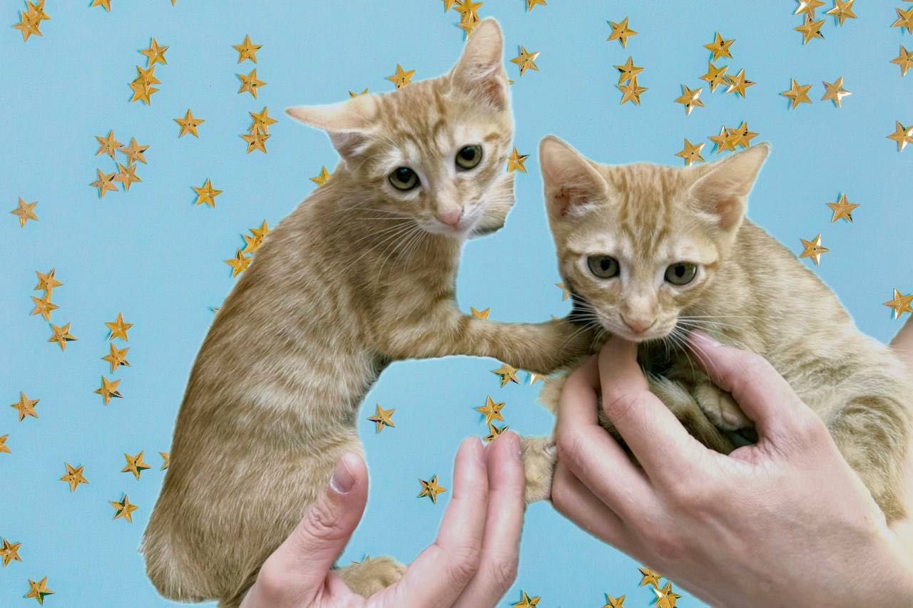 Котята-девочки Молли и Белла ищут дом!