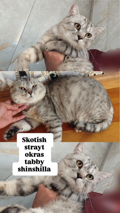 Skotish strayt tabby shinshilla