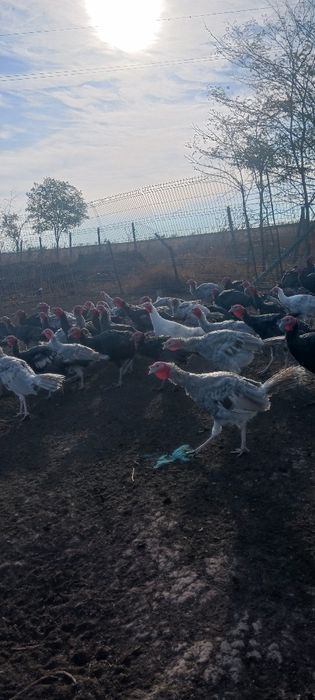 Vând curcani grași