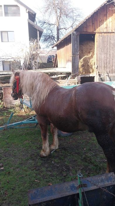 Vând armăsar, accept și probe.