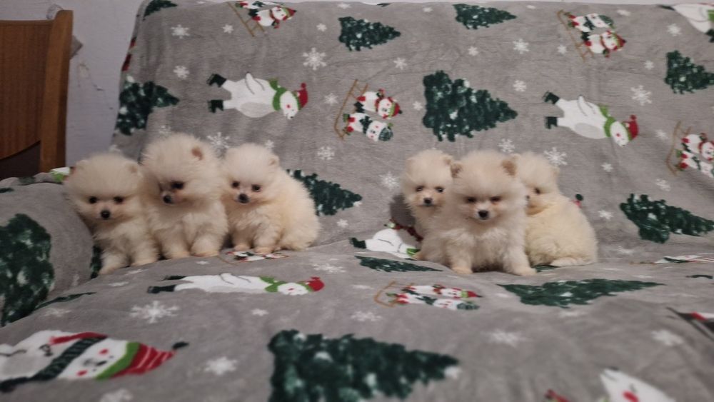 Померан мини померанчета