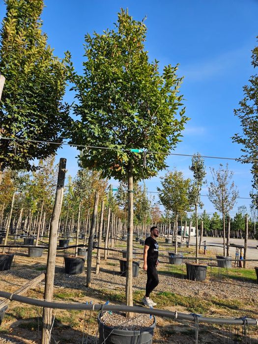 Tei Platan Frasin catalpa mesteacăn salcâm