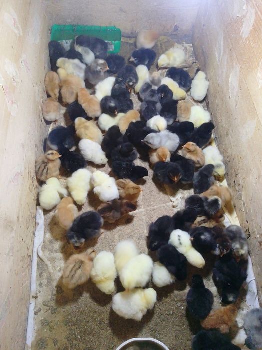 Pui de o zi , australorp și pui de curte