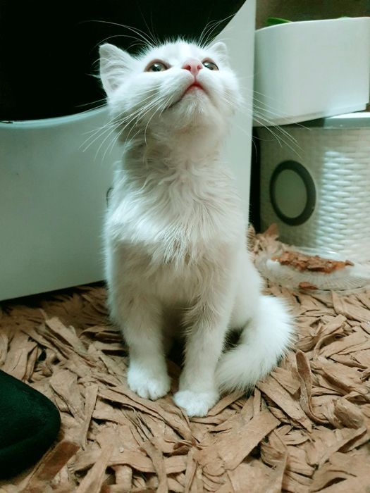 В хорошие руки котенок