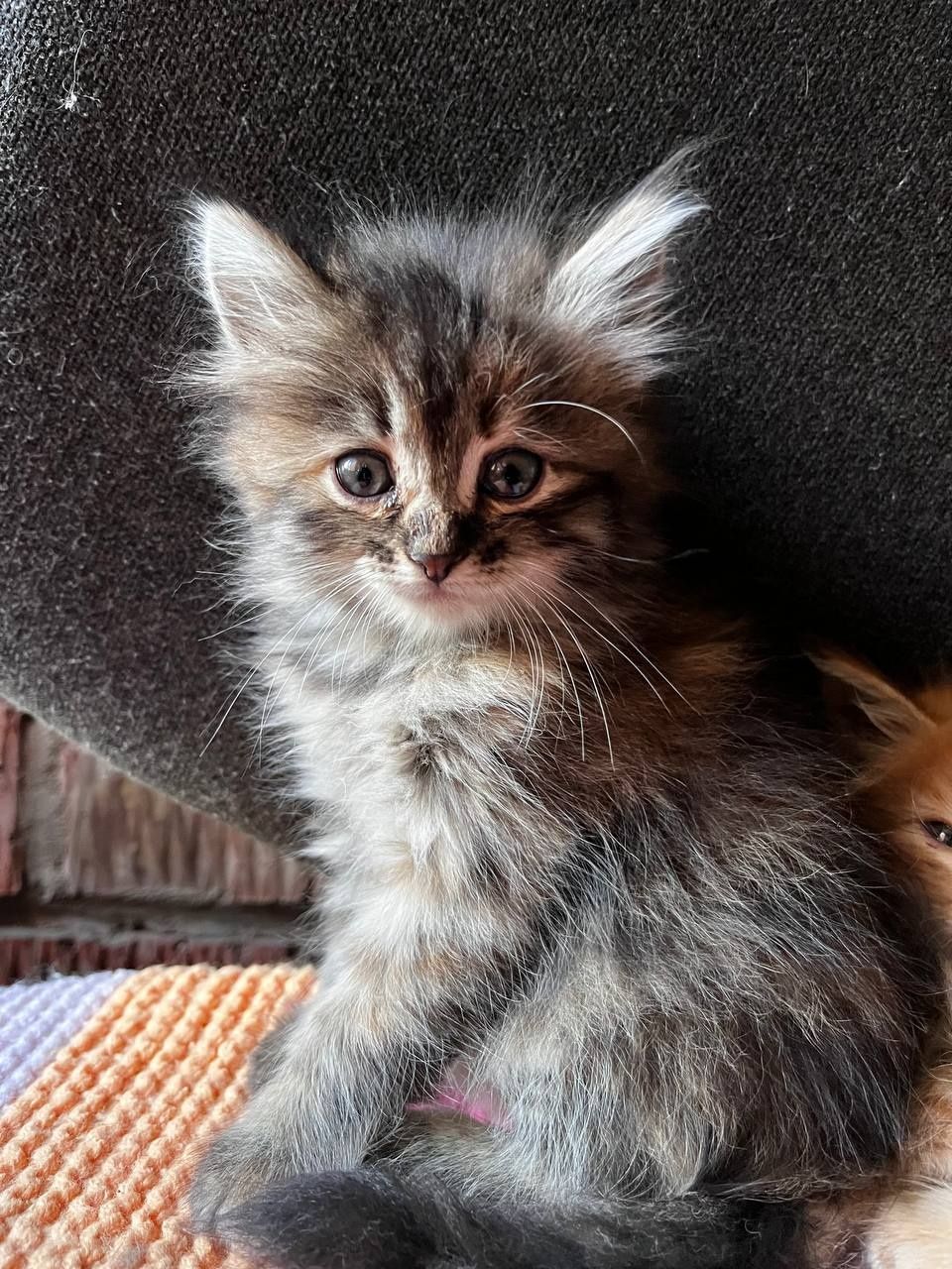Отдаю котят бесплатно
