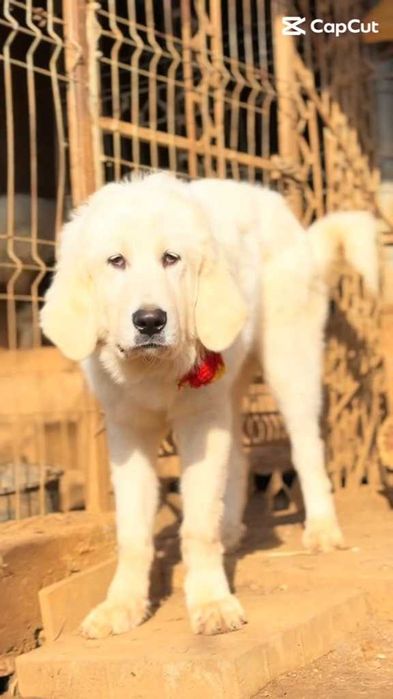 Femelă Ciobănesc Românesc De Bucovina