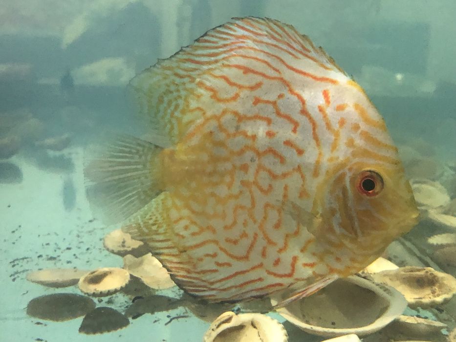 Продается дискус пейджин