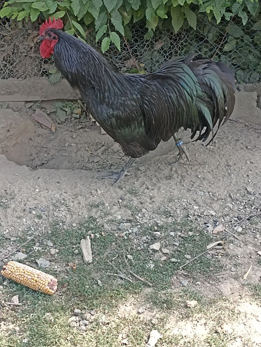Vand gaini australorp negru